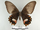 中文名:玉帶鳳蝶(2935-337)學名:Papilio polytes pasikrates Fruhstorfer, 1908(2935-337)