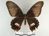 中文名:玉帶鳳蝶(2935-337)學名:Papilio polytes pasikrates Fruhstorfer, 1908(2935-337)