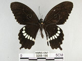 中文名:玉帶鳳蝶(3268-186)學名:Papilio polytes pasikrates Fruhstorfer, 1908(3268-186)