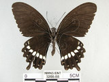 中文名:玉帶鳳蝶(3268-88)學名:Papilio polytes pasikrates Fruhstorfer, 1908(3268-88)