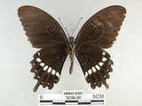 中文名:玉帶鳳蝶(3268-86)學名:Papilio polytes pasikrates Fruhstorfer, 1908(3268-86)