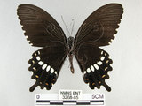 中文名:玉帶鳳蝶(3268-85)學名:Papilio polytes pasikrates Fruhstorfer, 1908(3268-85)