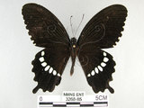 中文名:玉帶鳳蝶(3268-85)學名:Papilio polytes pasikrates Fruhstorfer, 1908(3268-85)