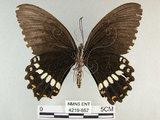 中文名:玉帶鳳蝶(4219-857)學名:Papilio polytes pasikrates Fruhstorfer, 1908(4219-857)