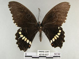 中文名:玉帶鳳蝶(4219-857)學名:Papilio polytes pasikrates Fruhstorfer, 1908(4219-857)