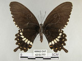 中文名:玉帶鳳蝶(4219-777)學名:Papilio polytes pasikrates Fruhstorfer, 1908(4219-777)