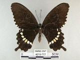 中文名:玉帶鳳蝶(4219-777)學名:Papilio polytes pasikrates Fruhstorfer, 1908(4219-777)