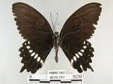 中文名:玉帶鳳蝶(4219-787)學名:Papilio polytes pasikrates Fruhstorfer, 1908(4219-787)