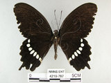 中文名:玉帶鳳蝶(4219-787)學名:Papilio polytes pasikrates Fruhstorfer, 1908(4219-787)