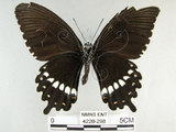 中文名:玉帶鳳蝶(4220-298)學名:Papilio polytes pasikrates Fruhstorfer, 1908(4220-298)