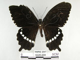 中文名:玉帶鳳蝶(4220-298)學名:Papilio polytes pasikrates Fruhstorfer, 1908(4220-298)