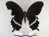 中文名:玉帶鳳蝶(4220-299)學名:Papilio polytes pasikrates Fruhstorfer, 1908(4220-299)