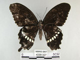 中文名:玉帶鳳蝶(4220-327)學名:Papilio polytes pasikrates Fruhstorfer, 1908(4220-327)