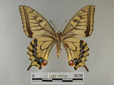 中文名:黃鳳蝶(1282-16750)學名:Papilio machaon sylvina Hemming, 1933(1282-16750)