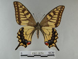 中文名:黃鳳蝶(1282-16750)學名:Papilio machaon sylvina Hemming, 1933(1282-16750)