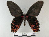 中文名:台灣鳳蝶(1142-36)學名:Papilio thaiwanus Rothschild, 1898 (1142-36)