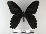 中文名:台灣鳳蝶(1142-36)學名:Papilio thaiwanus Rothschild, 1898 (1142-36)