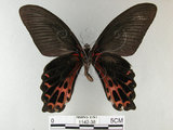 中文名:台灣鳳蝶(1142-38)學名:Papilio thaiwanus Rothschild, 1898(1142-38)