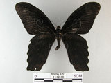 中文名:台灣鳳蝶(1142-38)學名:Papilio thaiwanus Rothschild, 1898(1142-38)