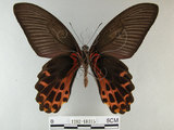 中文名:台灣鳳蝶(1282-18315)學名:Papilio thaiwanus Rothschild, 1898(1282-18315)