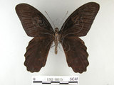 中文名:台灣鳳蝶(1282-18315)學名:Papilio thaiwanus Rothschild, 1898(1282-18315)