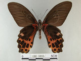 中文名:台灣鳳蝶(1282-18235)學名:Papilio thaiwanus Rothschild, 1898(1282-18235)