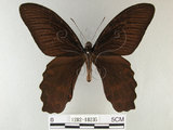 中文名:台灣鳳蝶(1282-18235)學名:Papilio thaiwanus Rothschild, 1898(1282-18235)