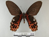 中文名:台灣鳳蝶(1282-18366)學名:Papilio thaiwanus Rothschild, 1898(1282-18366)