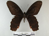 中文名:台灣鳳蝶(1282-18366)學名:Papilio thaiwanus Rothschild, 1898(1282-18366)