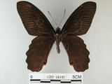 中文名:台灣鳳蝶(1282-18442)學名:Papilio thaiwanus Rothschild, 1898(1282-18442)