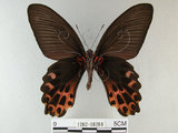 中文名:台灣鳳蝶(1282-18204)學名:Papilio thaiwanus Rothschild, 1898(1282-18204)