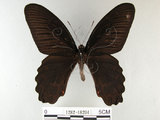 中文名:台灣鳳蝶(1282-18204)學名:Papilio thaiwanus Rothschild, 1898(1282-18204)