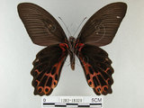 中文名:台灣鳳蝶(1282-18329)學名:Papilio thaiwanus Rothschild, 1898(1282-18329)