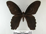 中文名:台灣鳳蝶(1282-18329)學名:Papilio thaiwanus Rothschild, 1898(1282-18329)