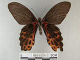 中文名:台灣鳳蝶(1282-18176)學名:Papilio thaiwanus Rothschild, 1898(1282-18176)