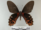 中文名:台灣鳳蝶(1282-16870)學名:Papilio thaiwanus Rothschild, 1898(1282-16870)