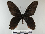 中文名:台灣鳳蝶(1282-16870)學名:Papilio thaiwanus Rothschild, 1898(1282-16870)