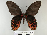 中文名:台灣鳳蝶(1282-18341)學名:Papilio thaiwanus Rothschild, 1898(1282-18341)