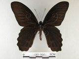 中文名:台灣鳳蝶(1282-18341)學名:Papilio thaiwanus Rothschild, 1898(1282-18341)