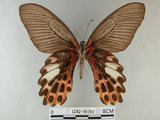 中文名:台灣鳳蝶(1282-16792)學名:Papilio thaiwanus Rothschild, 1898(1282-16792)