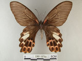 中文名:台灣鳳蝶(1282-16792)學名:Papilio thaiwanus Rothschild, 1898(1282-16792)