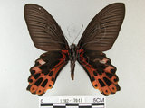 中文名:台灣鳳蝶(1282-17041)學名:Papilio thaiwanus Rothschild, 1898(1282-17041)