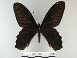 中文名:台灣鳳蝶(1282-17041)學名:Papilio thaiwanus Rothschild, 1898(1282-17041)