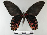 中文名:台灣鳳蝶(1440-297)學名:Papilio thaiwanus Rothschild, 1898(1440-297)