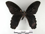 中文名:台灣鳳蝶(1440-297)學名:Papilio thaiwanus Rothschild, 1898(1440-297)