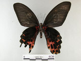 中文名:台灣鳳蝶(1440-382)學名:Papilio thaiwanus Rothschild, 1898(1440-382)