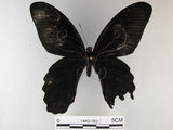 中文名:台灣鳳蝶(1440-382)學名:Papilio thaiwanus Rothschild, 1898(1440-382)