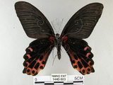 中文名:台灣鳳蝶(1440-803)學名:Papilio thaiwanus Rothschild, 1898(1440-803)