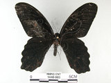 中文名:台灣鳳蝶(1440-803)學名:Papilio thaiwanus Rothschild, 1898(1440-803)