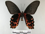 中文名:台灣鳳蝶(1587-9)學名:Papilio thaiwanus Rothschild, 1898(1587-9)